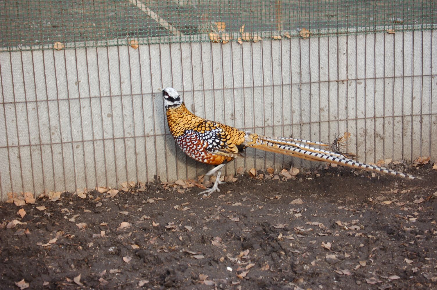 Королевский серебристый фазан